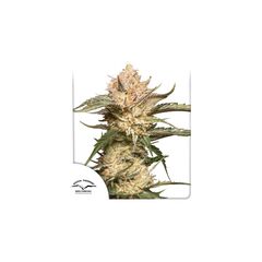 Auto Trichome & Cream, Фасовка: 1